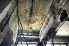 Best Mold Prevention Services in Elm Grove, WI